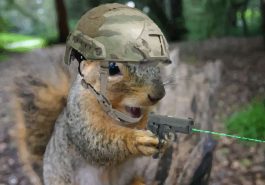 Squirrel shooting a laser gun